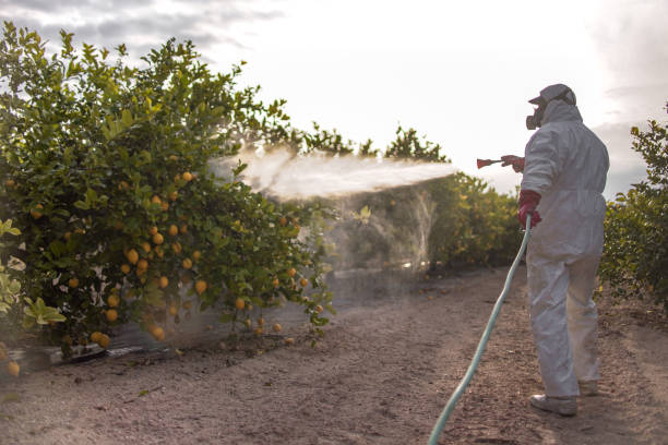 Best Ant Control Services  in Wade Hampton, SC