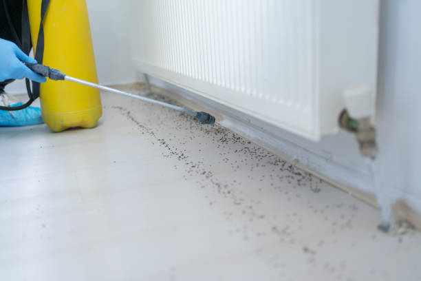 Best Termite Control Services  in Wade Hampton, SC